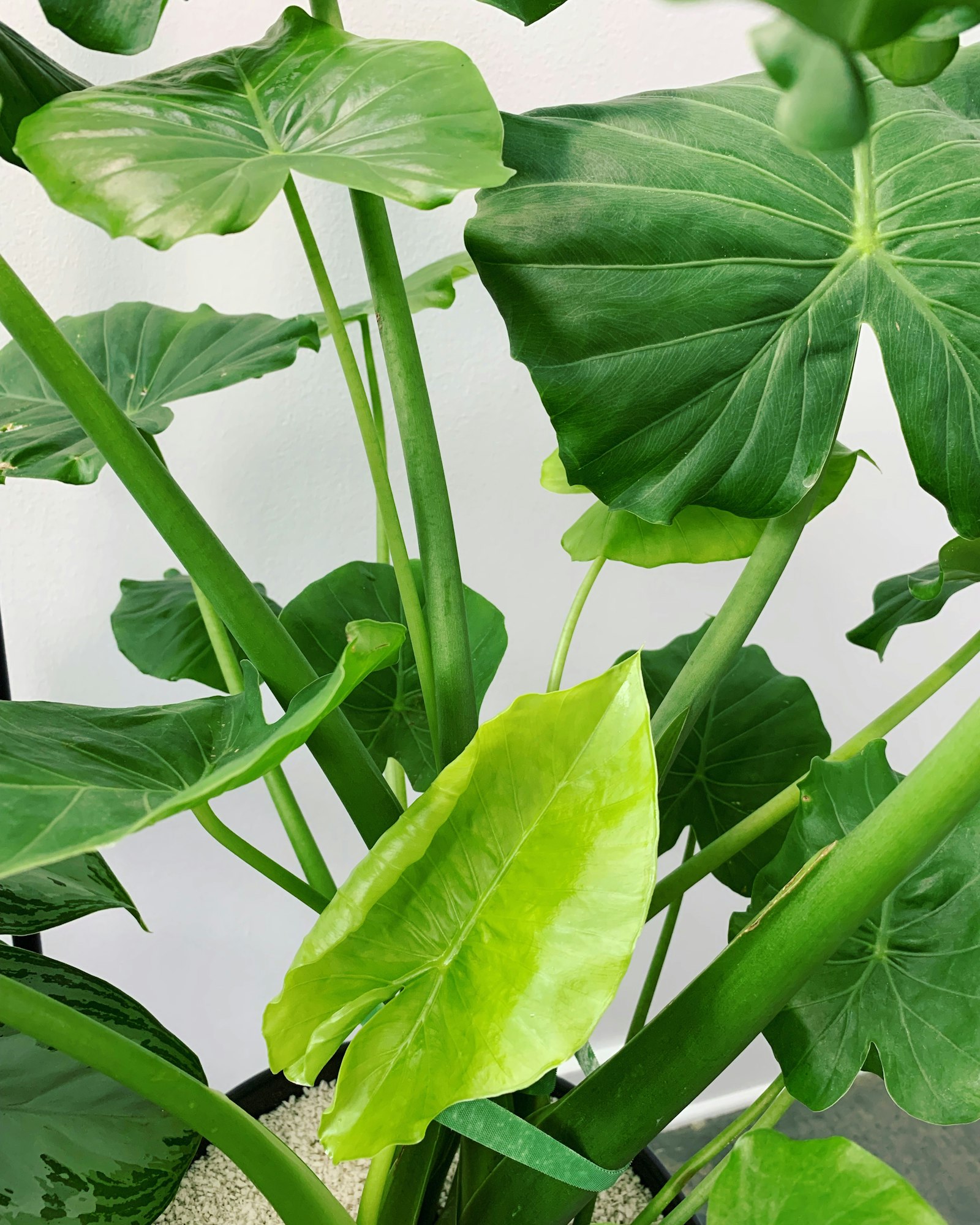 绿色植物叶片特写